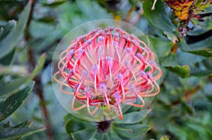 Close-up shot of a Pincushion Protea flower blooming in a garden