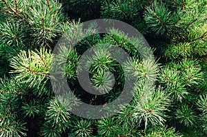 Close-up shot of a pine branch in the forest