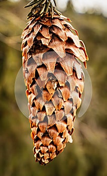 Close-up shot of an pine cone