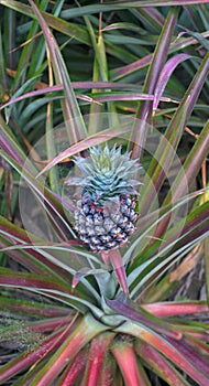 Close up shot of Pineapple fruit, Agriculture background