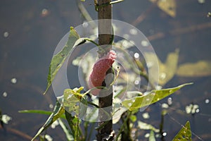 Close-up shot of the pink applesnail in the swamp.