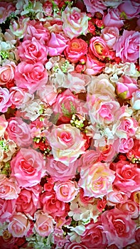 The Close up Shot of The Pink Beautiful Roses Background