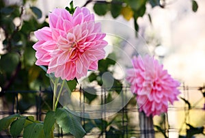 Close up shot of the pink Dahlia pinnata Cav.