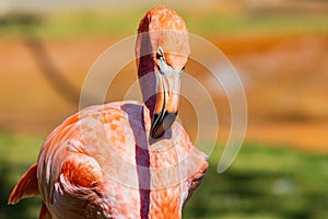 Close up shot of pink Flamingo