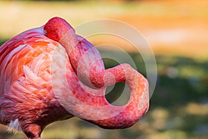 Close up shot of pink Flamingo