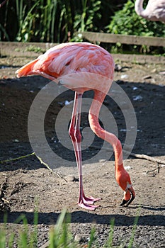 a close-up shot of a pink flamingo standing on a sandy bottom looking for food with its head down