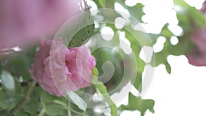 A close up shot of a pink flower