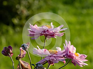 Close-up shot of the pink flowers with unruly narrow petals and yellow centres of Anemone \'Montrose\'