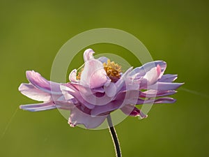 Close-up shot of the pink flowers with unruly narrow petals and yellow centres of Anemone \'Montrose\' flowering