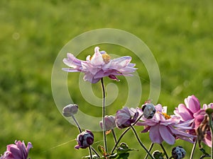 Close-up shot of the pink flowers with unruly narrow petals and yellow centres of Anemone \'Montrose\' flowering