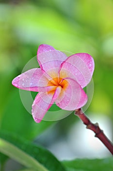 Close up shot of a pink frangipani flowe