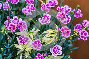 Close up shot of pink garden carnation flowers