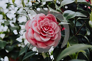 Close up shot of a pink Japanese Camellia flower with green leaves