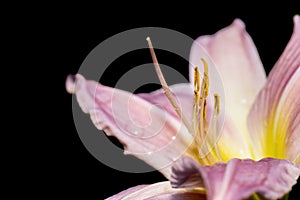 Close up shot of pink Lily flower