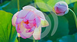 a close-up shot of a pink lotus flower