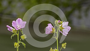 Close up shot of pink Prim Rose flowers in the garden