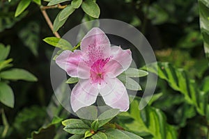 Close up shot of pink Rhododendron Simsii flower blossom in Bali, Indonesia. Spring flowers series, pink Azalea flowers.