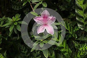 Close up shot of pink Rhododendron Simsii flower blossom in Bali, Indonesia. Spring flowers series, pink Azalea flowers.