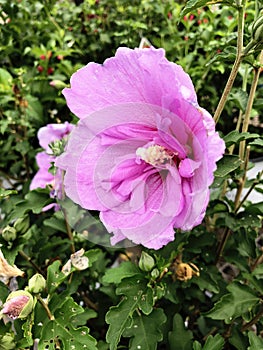 Close up shot of a pink Rose of Sharon flower