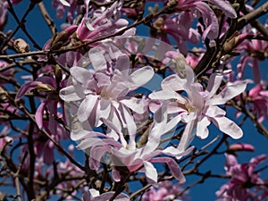 Close-up shot of the Pink star-shaped flowers of blooming Star magnolia - Magnolia stellata cultivar `Rosea` in bright sunlight