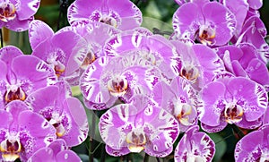 Close up shot of pink striped Phalaenopsis orchid.