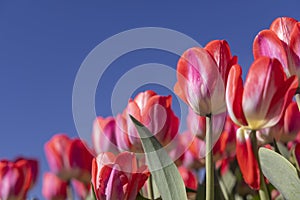 Close up shot of pink Tulip flowers against blue sky