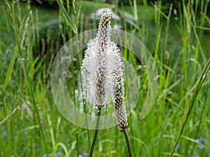 Close-up shot of pink and white inflorescence of hoary plantain plantago media growing in grassland