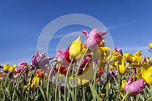 Close up shot of pink and yellow Tulip flowers