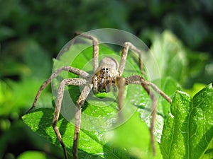 Close up shot of Pisaura spider on a leaf