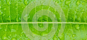 close up shot of plumeria leaf.