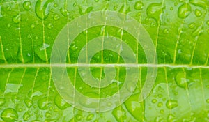 close up shot of plumeria leaf.