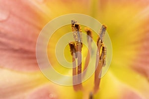 Close up shot of pollen and stamen in lily flower