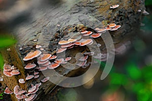 close-up shot of polypore mushrooms on timber in rainforest.