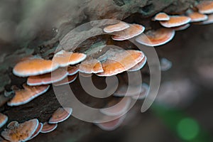 close-up shot of polypore mushrooms on timber in rainforest.