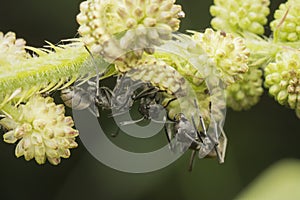 Close up shot of polyrhachis dives ants