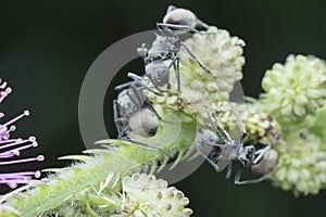 Close up shot of polyrhachis dives ants