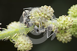 Close up shot of polyrhachis dives ants