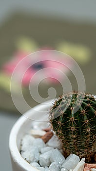 A close-up shot of a potted cactus plant