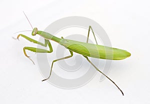 Close up shot of a Praying Mantis on white background
