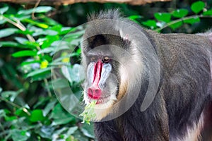 Close up shot of a primate mandrill baboon or genus Mandrillus