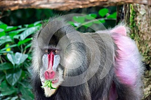Close up shot of a primate mandrill baboon or genus Mandrillus