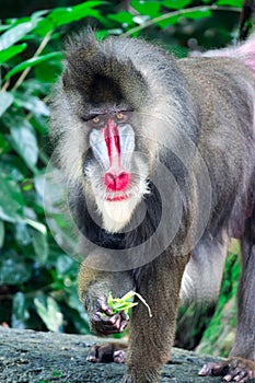 Close up shot of a primate mandrill baboon or genus Mandrillus