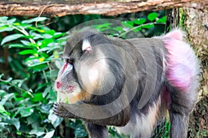 Close up shot of a primate mandrill baboon or genus Mandrillus