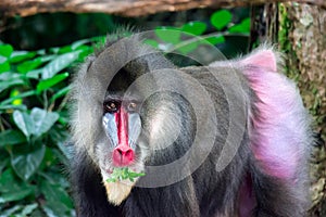 Close up shot of a primate mandrill baboon or genus Mandrillus