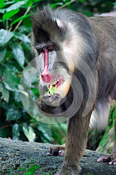 Close up shot of a primate mandrill baboon or genus Mandrillus