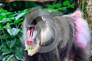 Close up shot of a primate mandrill baboon or genus Mandrillus