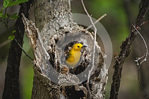 Close-up shot of a Prothonotary warbler sitting on a tree hollow on an isolated background