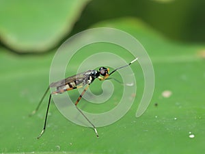 Close up shot of a Ptecticus trivittatus on leaf