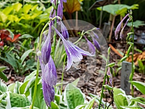 Close-up shot of purple and lavender flower of hosta `Resonance` - medium green hosta with an irregular white margins in a garde