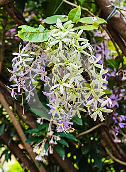 Close up shot of purple Petra volubilis flowers